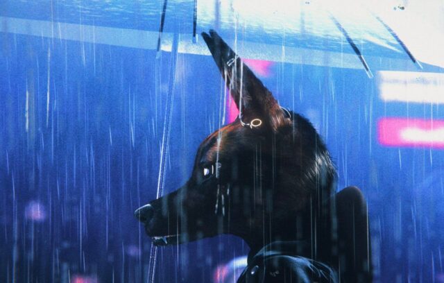 Un coyote sous la pluie qui tient un parapluie